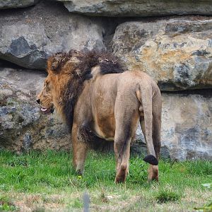 African lion (Panthera leo), 2022-09-15