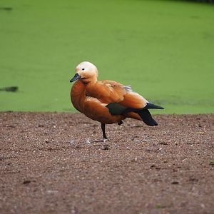 Ruddy shelduck (Tadorna ferruginea), 2022-09-15