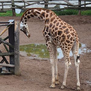 Rothschild's giraffe (Giraffa camelopardalis rothschildi), 2022-09-15