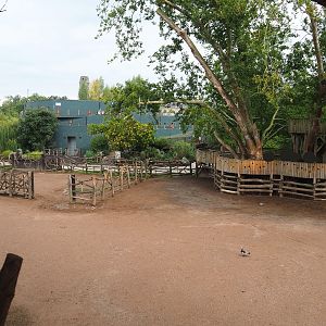 Rothschild's giraffe, Ankole-Watusi cattle, Dahomey dwarf cattle, Ostrich and Ruddy shelduck paddock, 2022-09-15