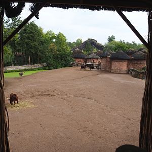 Rothschild's giraffe, Ankole-Watusi cattle, Dahomey dwarf cattle, Ostrich and Ruddy shelduck paddock, 2022-09-15