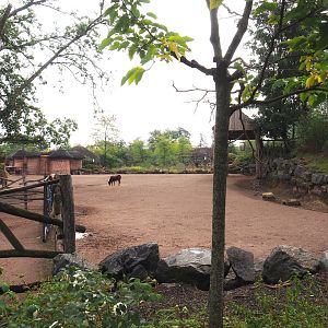 Rothschild's giraffe, Ankole-Watusi cattle, Dahomey dwarf cattle, Ostrich and Ruddy shelduck paddock, 2022-09-15