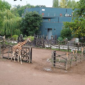 Giraffe separation paddock with giraffe access to Mersus Emergo, 2022-09-15