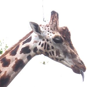 Rothschild's giraffe (Giraffa camelopardalis rothschildi), 2022-09-15