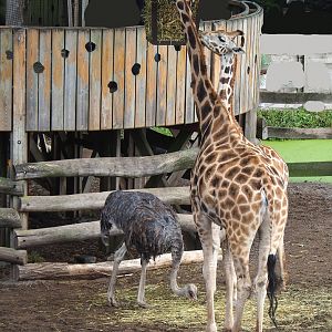 Rothschild's giraffes (Giraffa camelopardalis rothschildi) and Ostrich (Struthio camelus), 2022-09-15