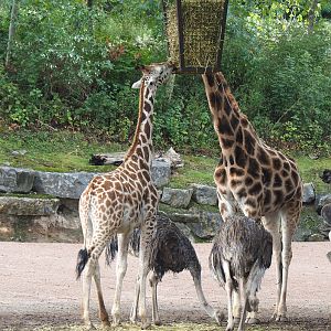 Rothschild's giraffes (Giraffa camelopardalis rothschildi) and Ostriches (Struthio camelus), 2022-09-15