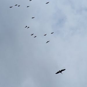 Great white pelican (Pelecanus onocrotalus) in flight, pursued by gulls, 2022-09-15