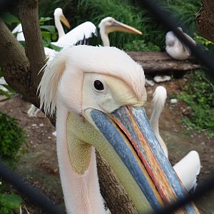 Great white pelican (Pelecanus onocrotalus), 2022-09-15