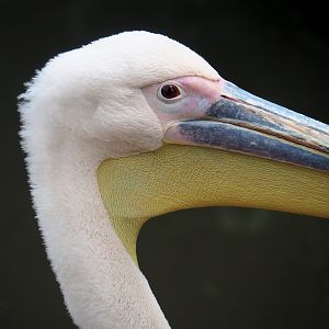 Great white pelican (Pelecanus onocrotalus), 2022-09-15