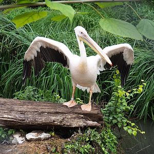 Great white pelican (Pelecanus onocrotalus), 2022-09-15