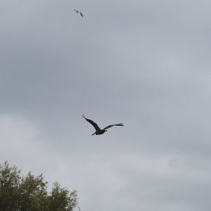 Great white pelican (Pelecanus onocrotalus) and European herring gull (Larus argentatus) in flight, 2022-09-15