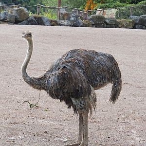 Ostrich (Struthio camelus), 2022-09-15