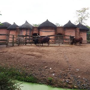 African cattle and ostrich barn and separation paddock