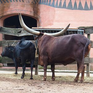Ankole-Watusi cattle and Dahomey dwarf cattle (Bos taurus indicus X B.t. taurus), 2022-09-15