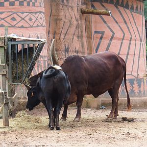 Ankole-Watusi cattle and Dahomey dwarf cattle (Bos taurus indicus X B.t. taurus), 2022-09-15