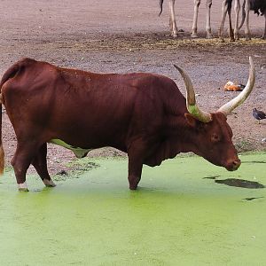 Ankole-Watusi cattle (Bos taurus indicus X B.t. taurus), 2022-09-15