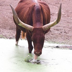 Ankole-Watusi cattle (Bos taurus indicus X B.t. taurus), 2022-09-15