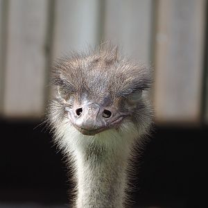 Ostrich (Struthio camelus), 2022-09-15