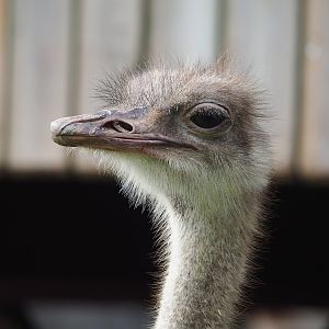 Ostrich (Struthio camelus), 2022-09-15