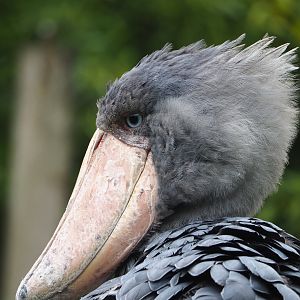 Shoebill (Balaeniceps rex), 2022-09-15