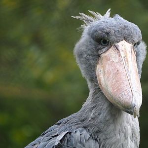 Shoebill (Balaeniceps rex), 2022-09-15