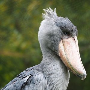 Shoebill (Balaeniceps rex), 2022-09-15