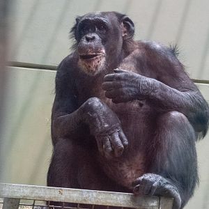 Chimpanzee - Jomar?