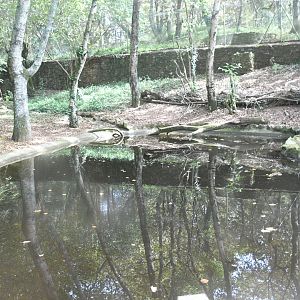 Eurasian River Otters exhibit