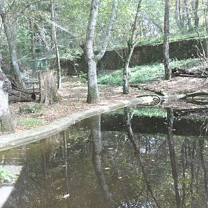 Eurasian River Otters exhibit