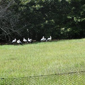 White Storks