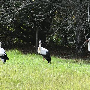 White Storks