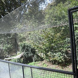 Common Kestrel exhibit