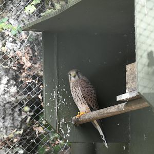 Common Kestrel