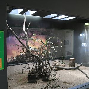 Short-eared Owls exhibit