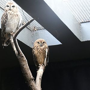 Short-eared Owls
