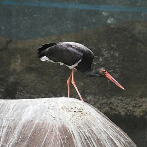 Black Stork