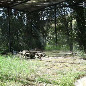 Aviary for Common Wood Pigeons and Black-bellied Sandgrouse