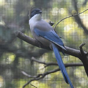 Iberian Azure-winged Magpie