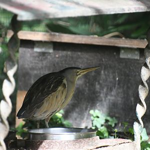 Lesser Bittern