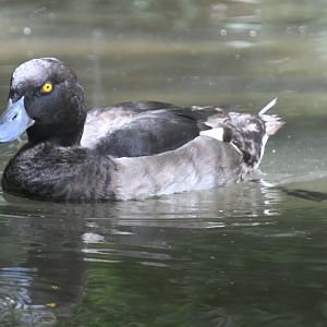 Tufted Duck