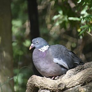 Common Wood Pigeon