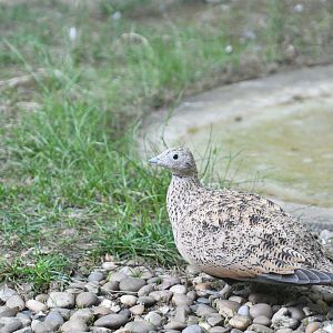 Black-bellied Sandgrouse