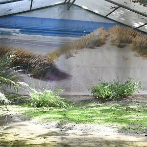 Black-winged Stilts Aviary