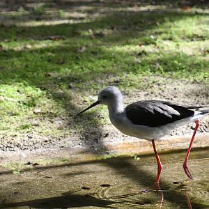 Black-winged Stilt