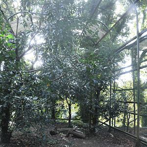 Aviary for Common Raven and Carrion Crow