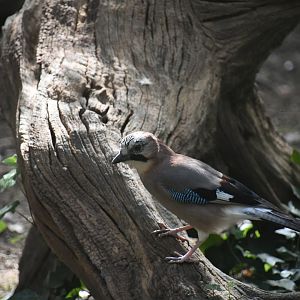 Common Jay