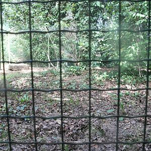 Eurasian Badgers' outdoor pen