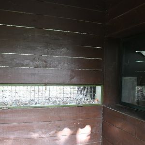Eurasian Badgers' viewing shelter (burrow window to the right)