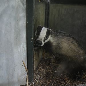 Eurasian Badger