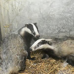 Eurasian Badgers